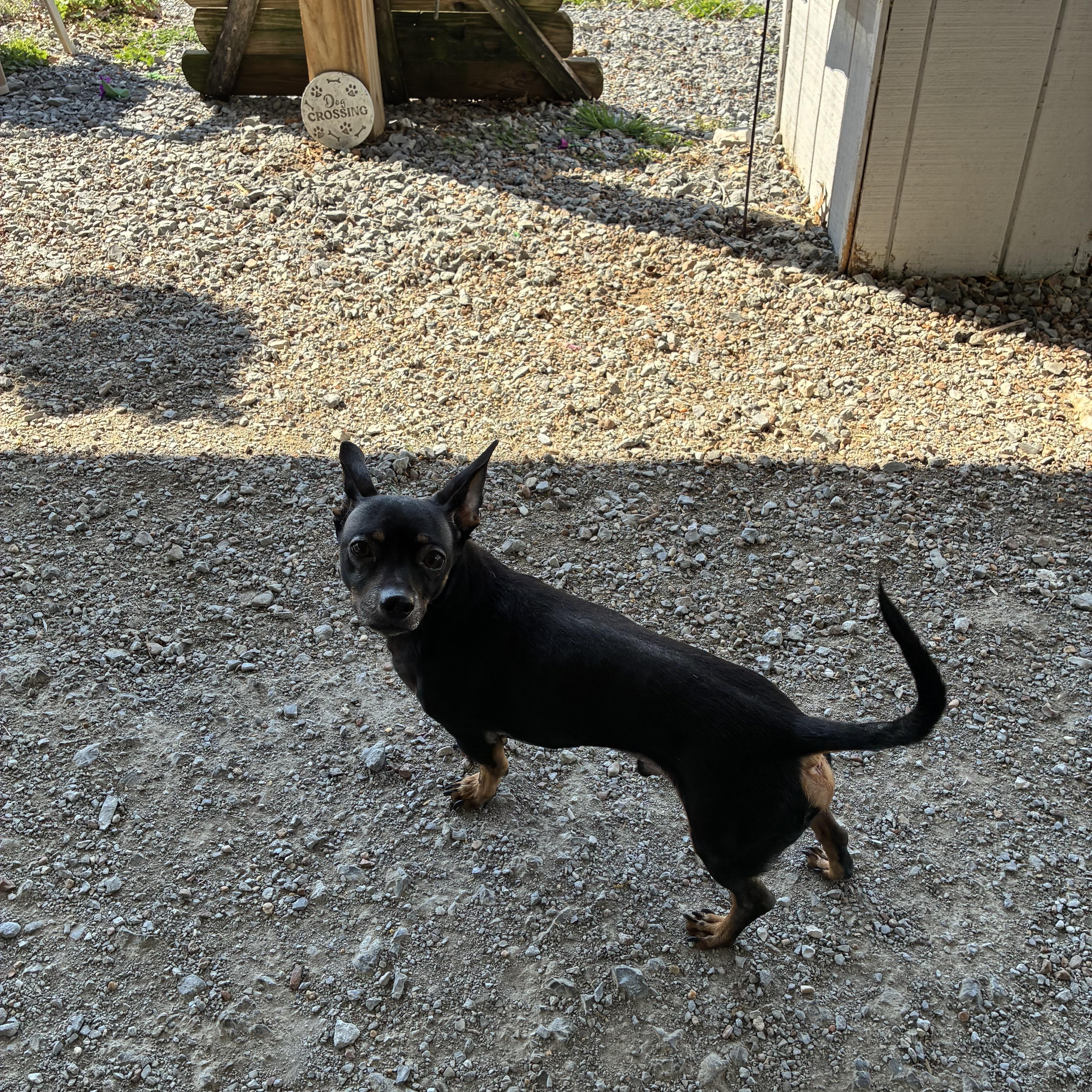 Enlarge Harry , an adopted mixed breed in Shelbyville, TN image 3/3