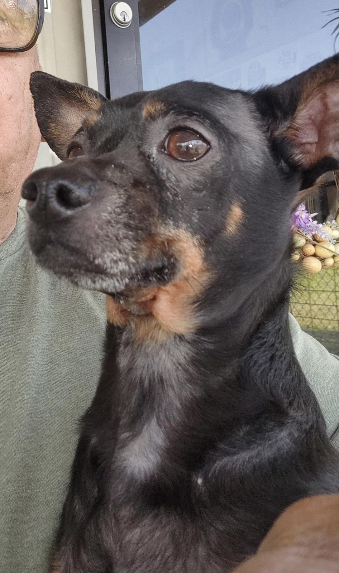 Enlarge Harry , an adopted mixed breed in Shelbyville, TN image 1/3