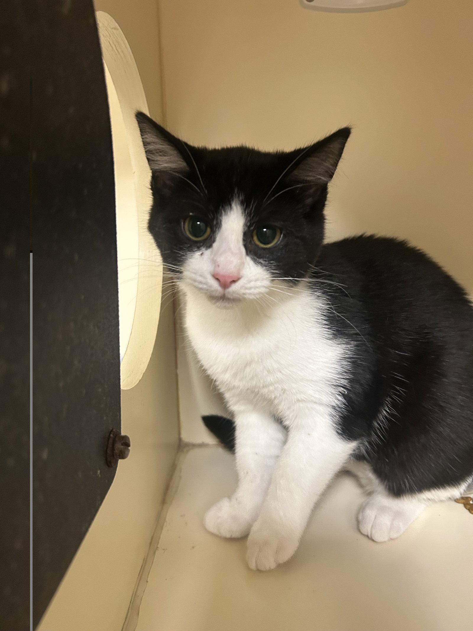 Domino, Adoptable, Kitten Female Domestic Short Hair.