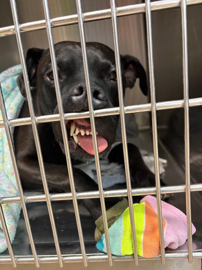 Enlarge Bella, a Adoptable mixed breed in Reno, NV image 1/3