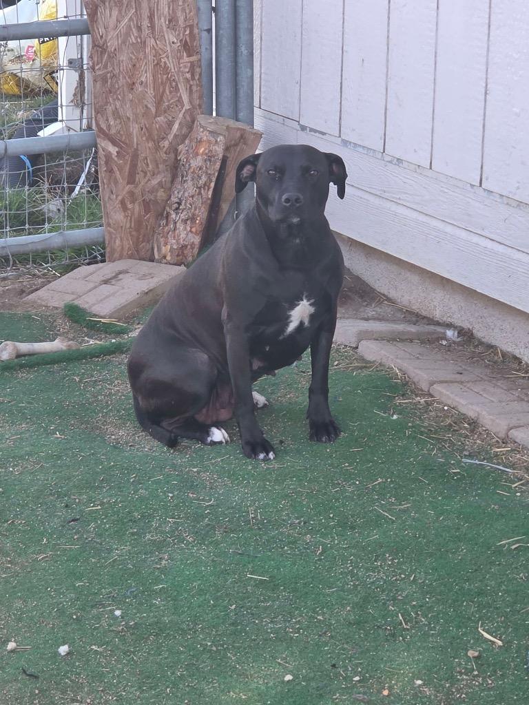 Enlarge Bella, a Adoptable mixed breed in Reno, NV image 1/3