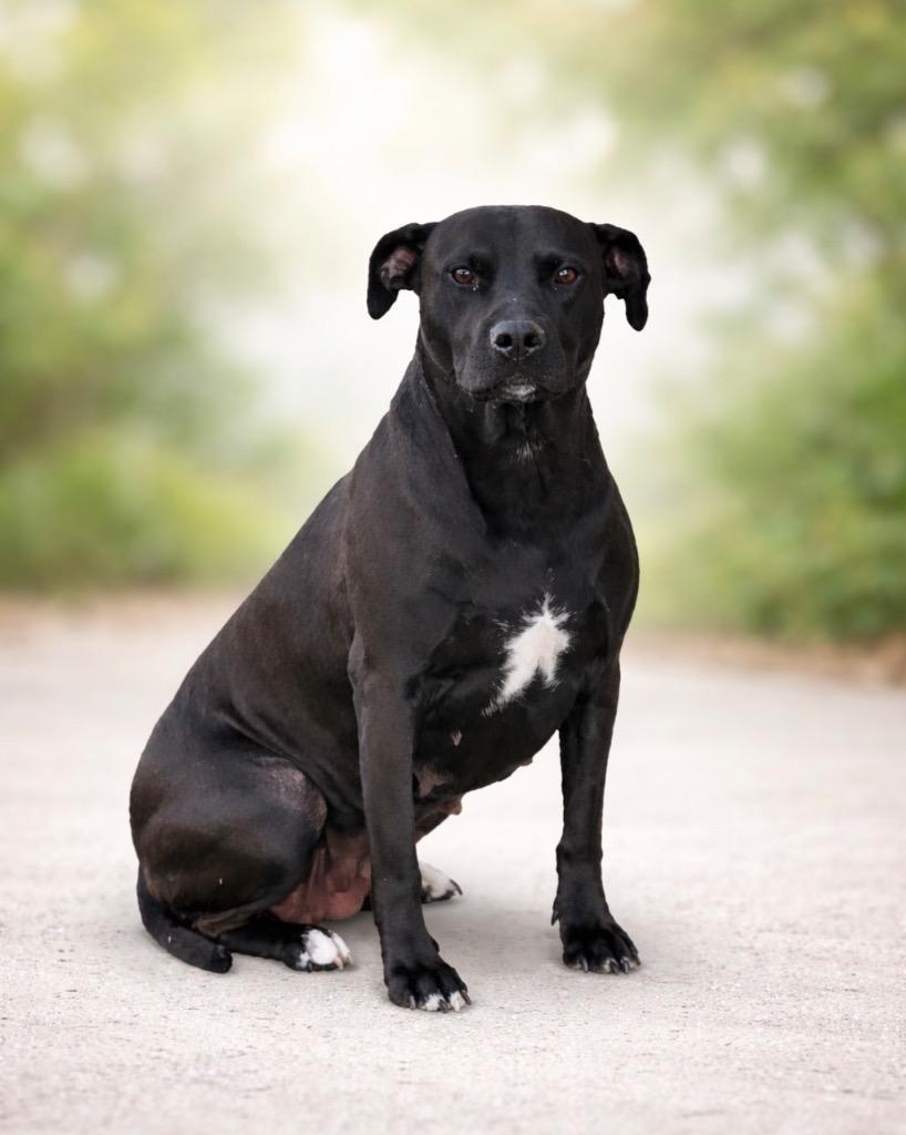 Enlarge Bella, a Adoptable mixed breed in Reno, NV image 2/3