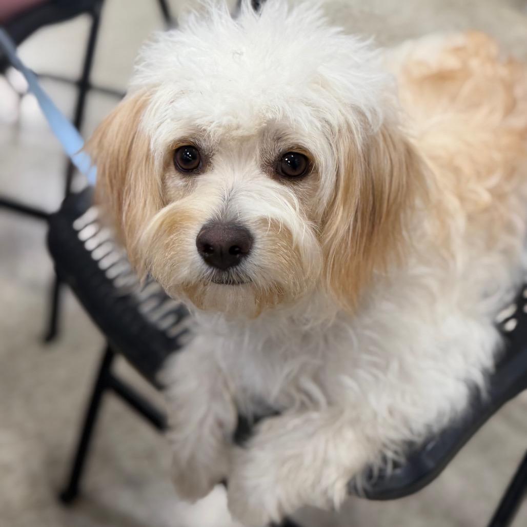 Tinka, Adoptable, Young Female Maltese.