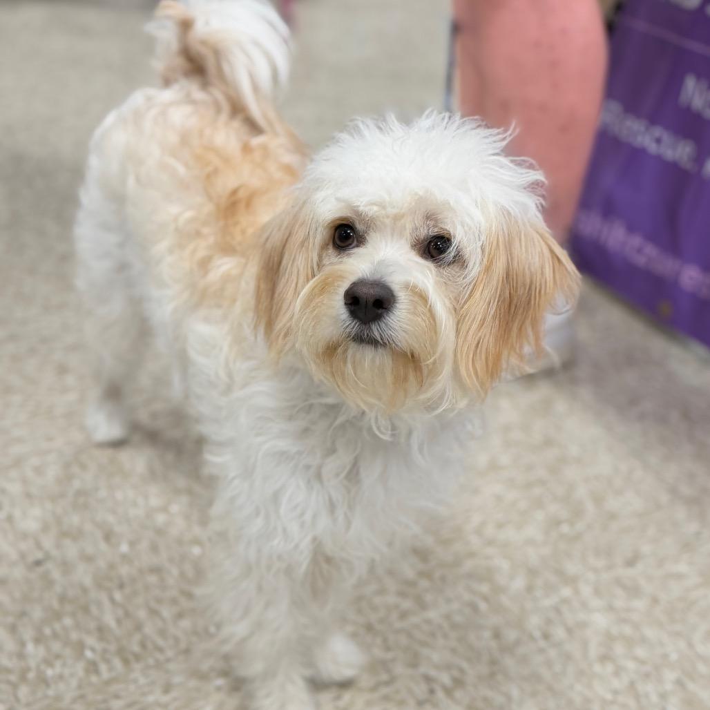 Enlarge Tinka, a Adoptable Maltese in Phoenix, AZ image 2/6