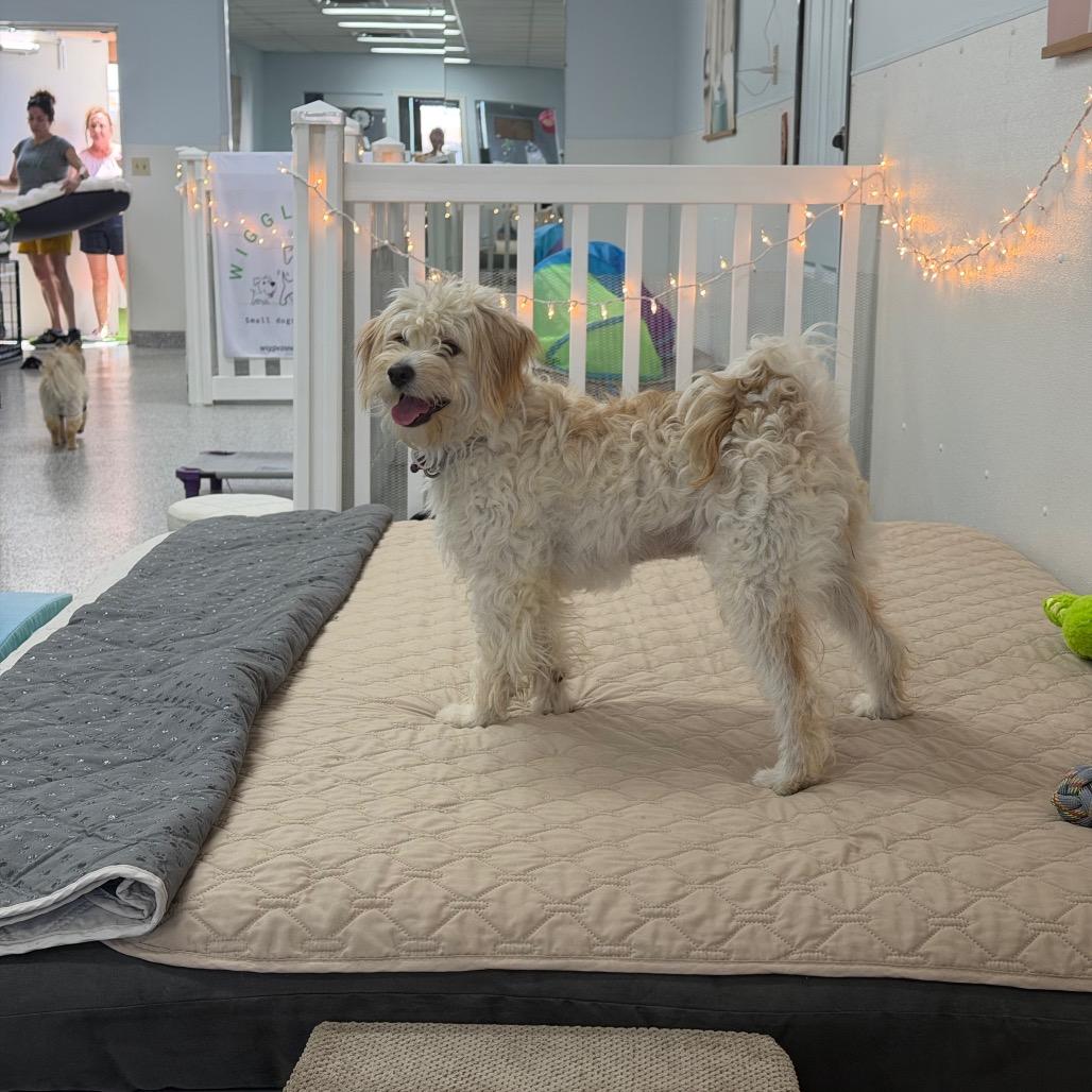 Enlarge Tinka, a Adoptable Maltese in Phoenix, AZ image 3/6