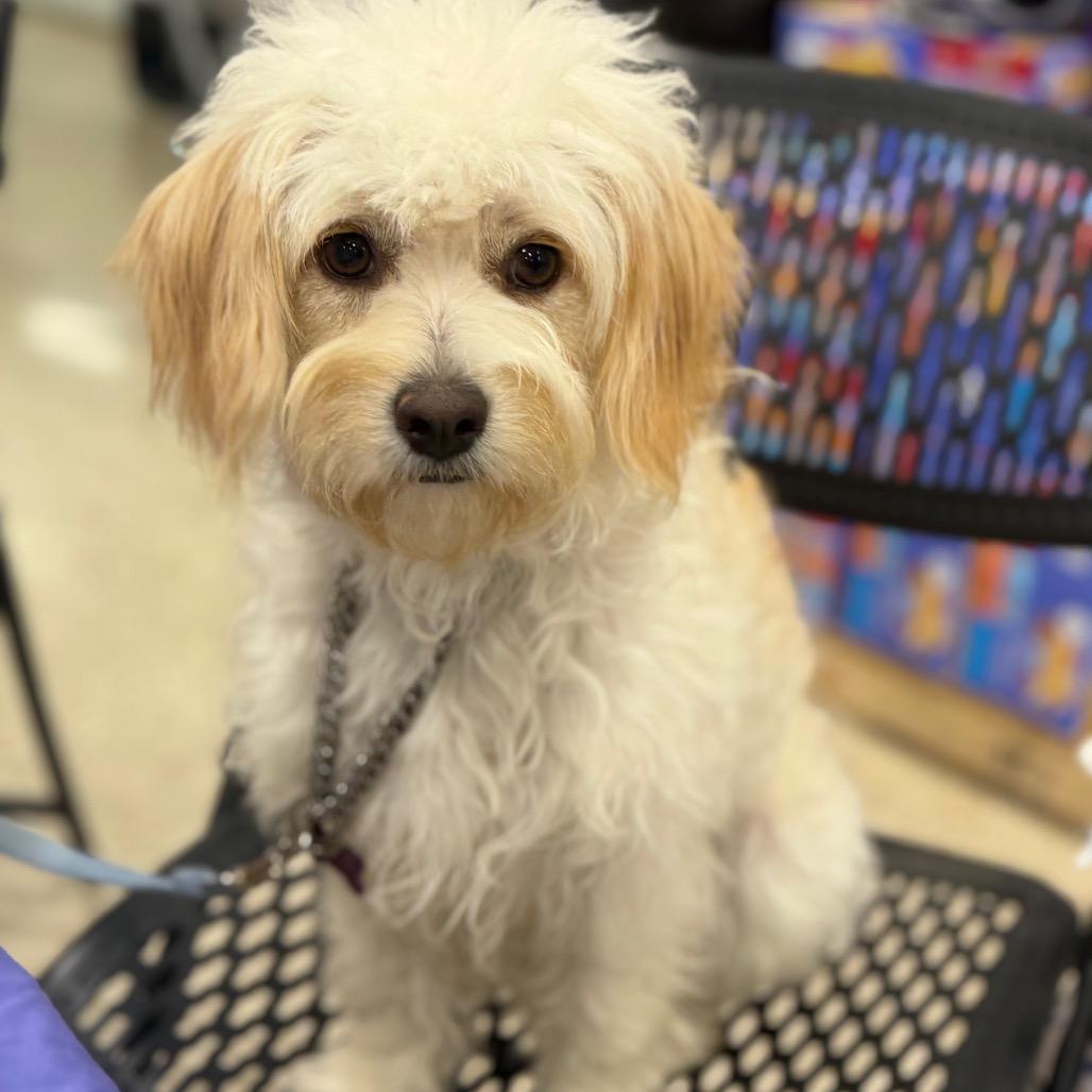 Enlarge Tinka, a Adoptable Maltese in Phoenix, AZ image 5/6
