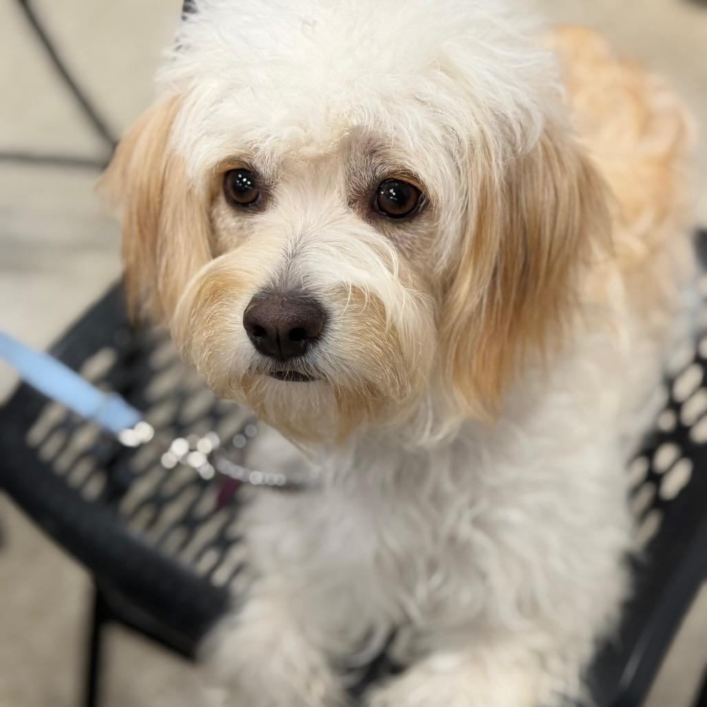 Enlarge Tinka, a Adoptable Maltese in Phoenix, AZ image 6/6