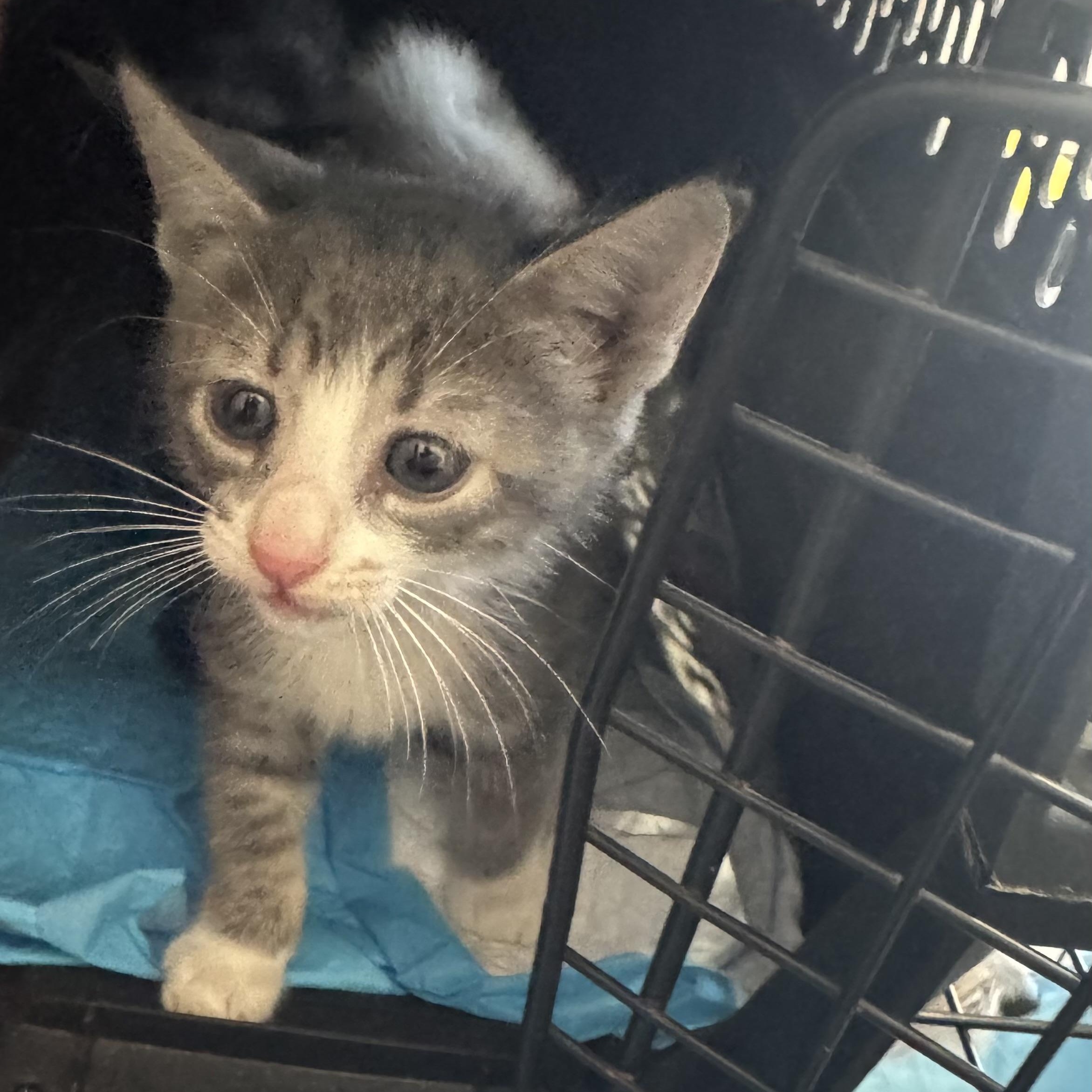 Navi, adopted, Kitten Male Domestic Short Hair.