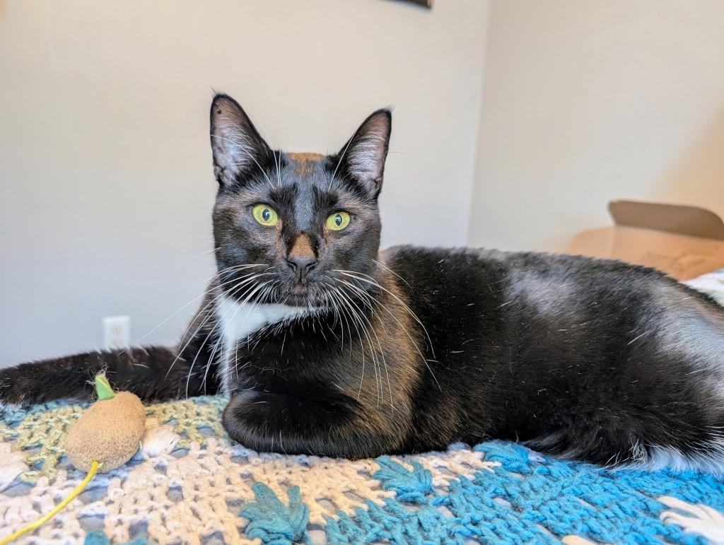 Enlarge Milo, a Adoptable mixed breed in Evans, GA image 2/5