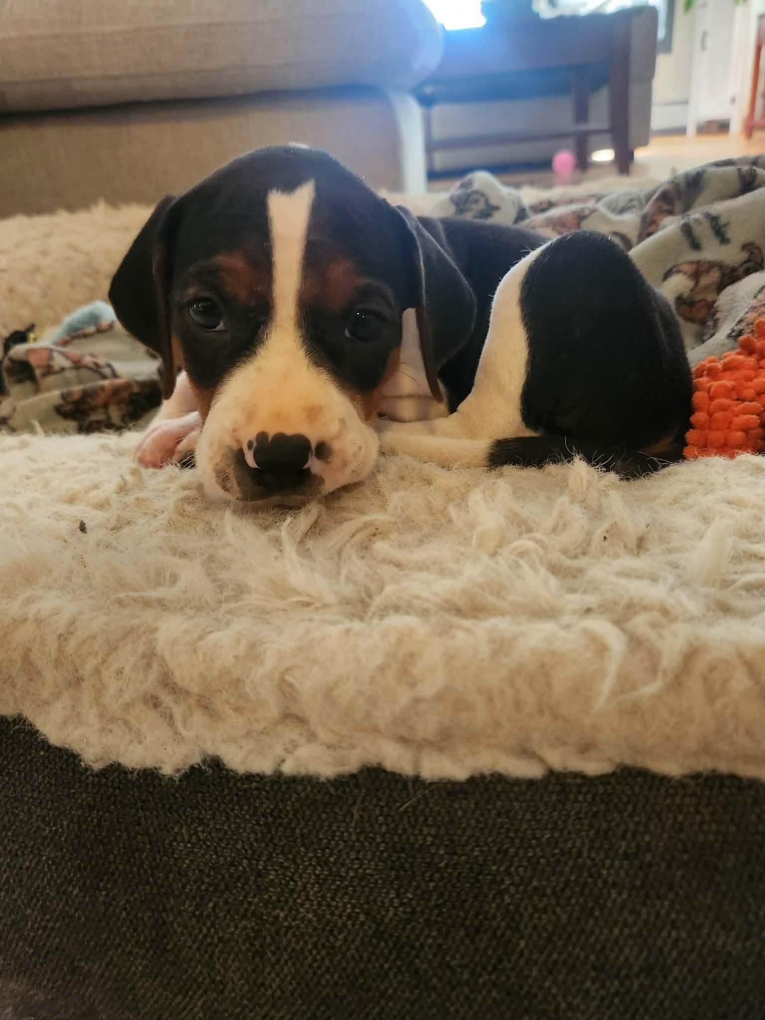 Katherine, ADOPTABLE, Puppy Female Treeing Walker Coonhound.