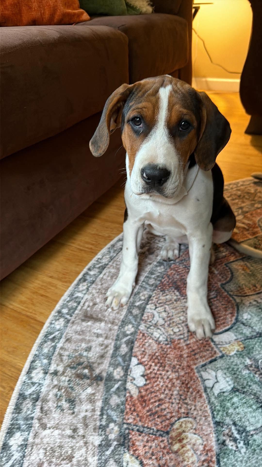 Enlarge Katherine, a Adoptable mixed breed in Randolph Center, VT image 4/4