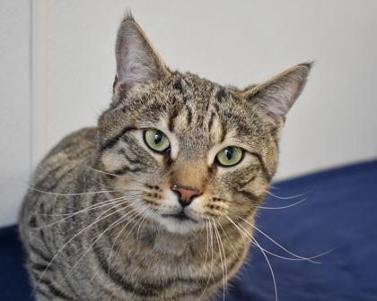 Mr. Smith, Adoptable, Adult Male Domestic Short Hair.