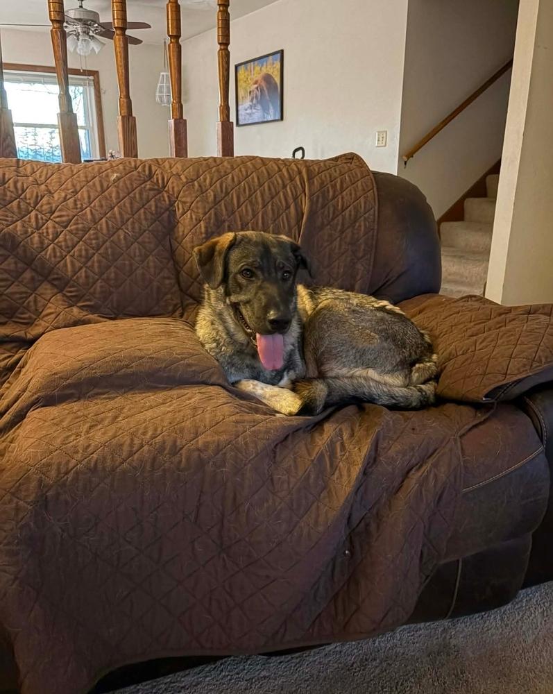 Hopper, a Adoptable mixed breed in Fredonia, WI image 2/4