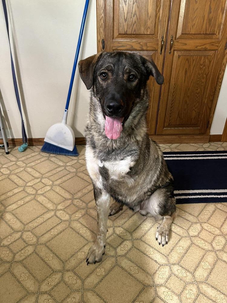 Hopper, a Adoptable mixed breed in Fredonia, WI image 3/4