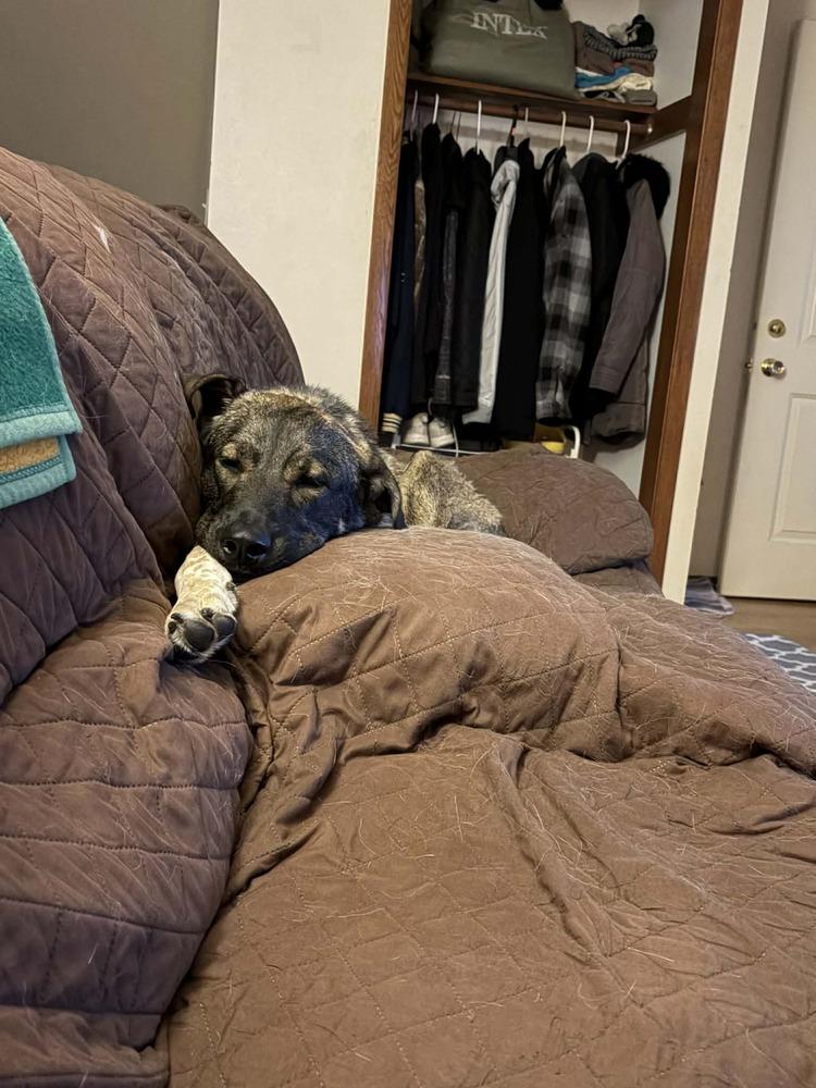 Hopper, a Adoptable mixed breed in Fredonia, WI image 4/4