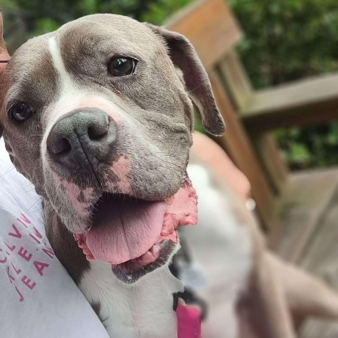 Enlarge Atwood, a Adoptable mixed breed in Severn, MD image 3/3