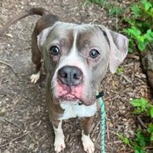 Enlarge Atwood, a Adoptable mixed breed in Severn, MD image 2/3