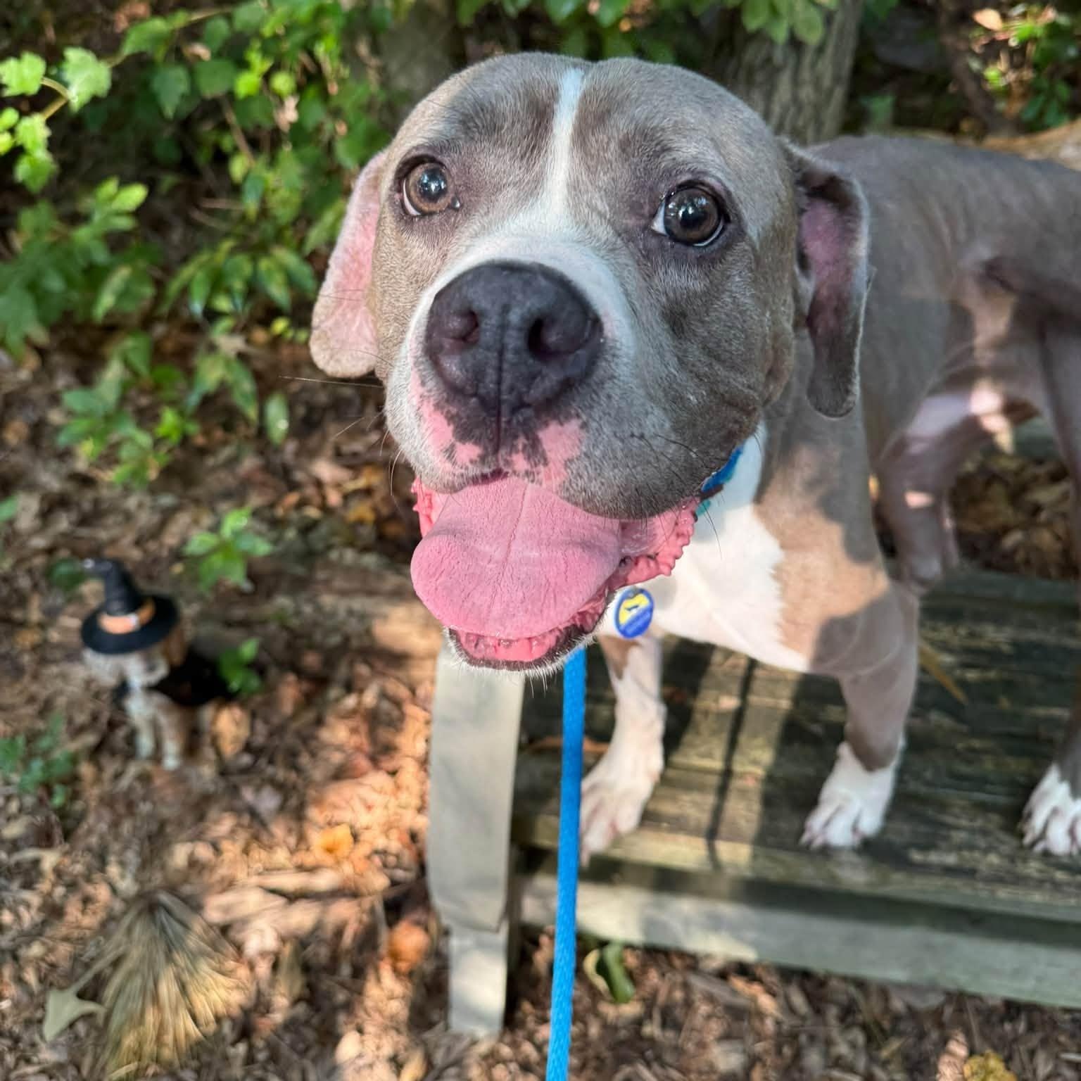 Enlarge Atwood, a Adopted mixed breed in Severn, MD image 4/5
