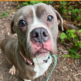 Enlarge Atwood, a Adoptable mixed breed in Severn, MD image 1/3