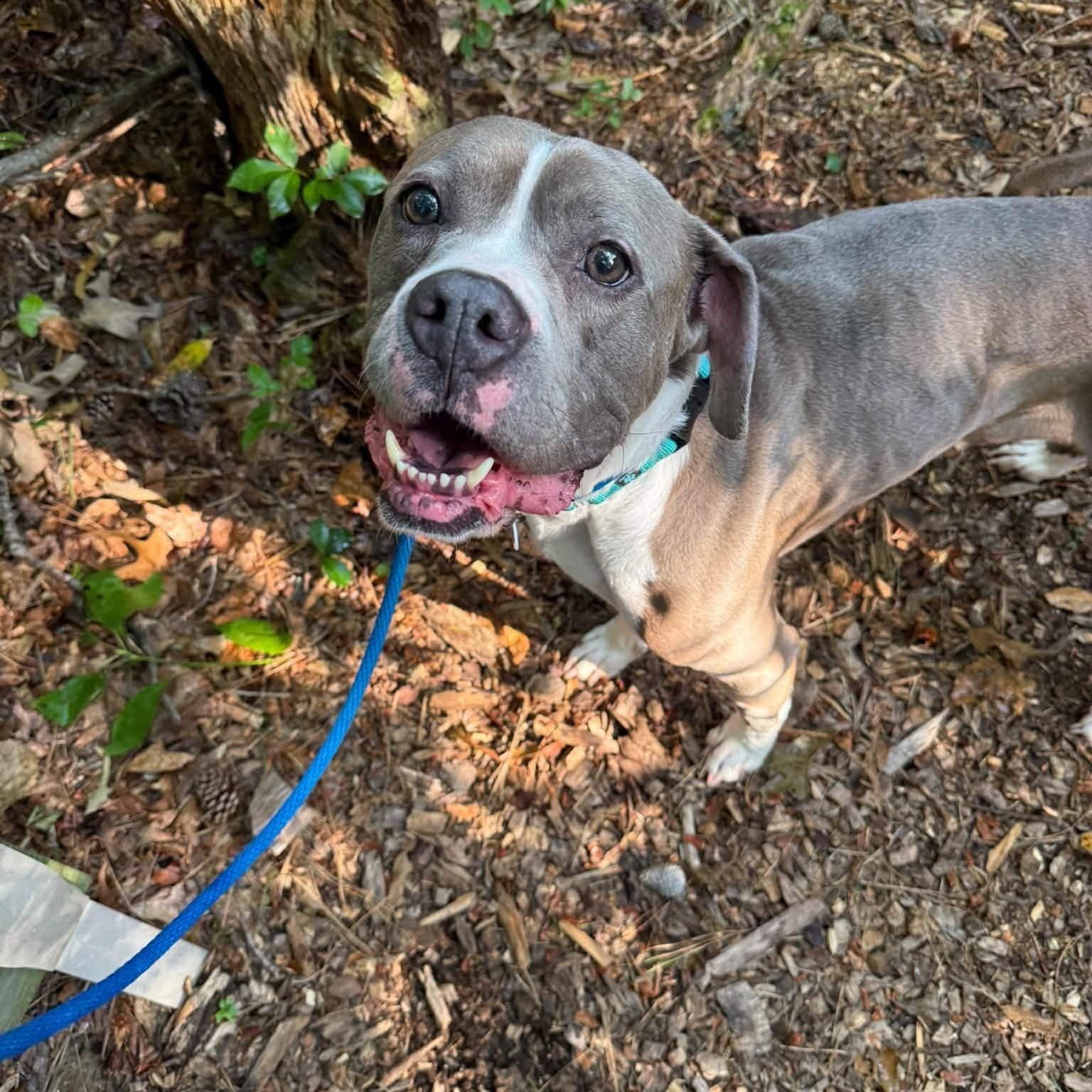 Enlarge Atwood, a Adopted mixed breed in Severn, MD image 5/5