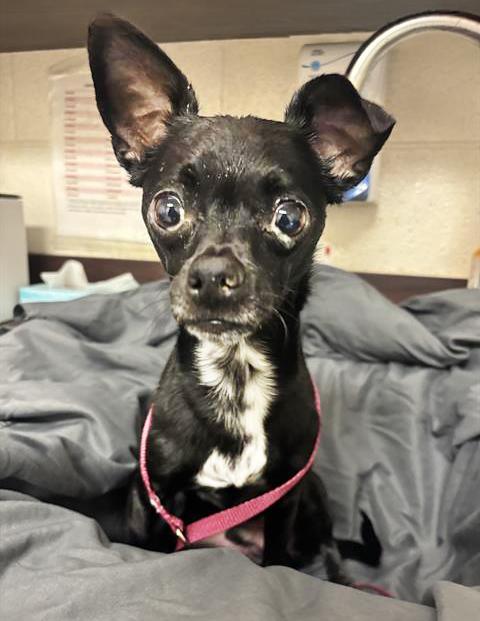 Ed, adopted, Adult Male Mixed Breed.