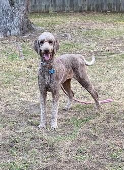 Ellie, a Adopted Standard Poodle in Pensacola, FL image 1/2