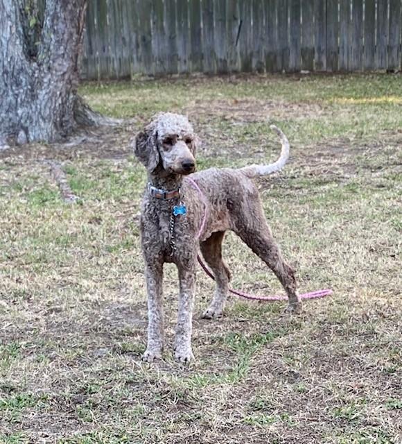 Ellie, a Adopted Standard Poodle in Pensacola, FL image 2/2