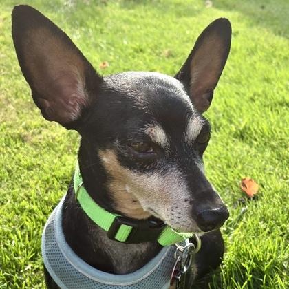 Enlarge Bernie, a Adoptable mixed breed in Elk Grove Village, IL image 1/3
