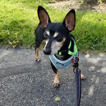 Enlarge Bernie, a Adoptable mixed breed in Elk Grove Village, IL image 2/3