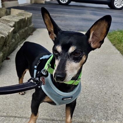 Enlarge Bernie, a Adoptable mixed breed in Elk Grove Village, IL image 3/3