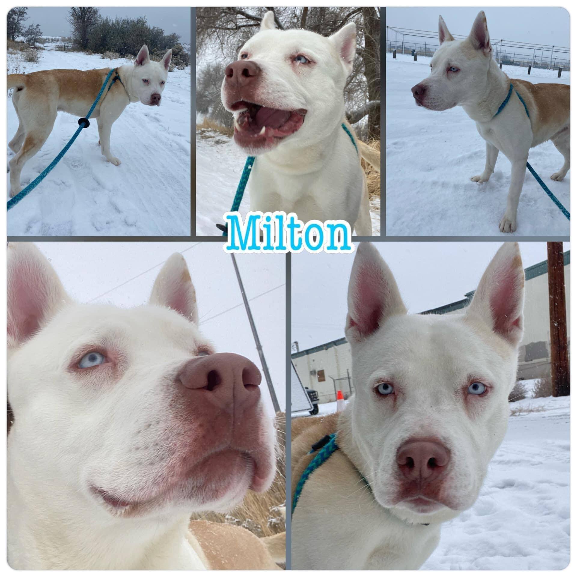 Milton Adoptive or Foster home Needed