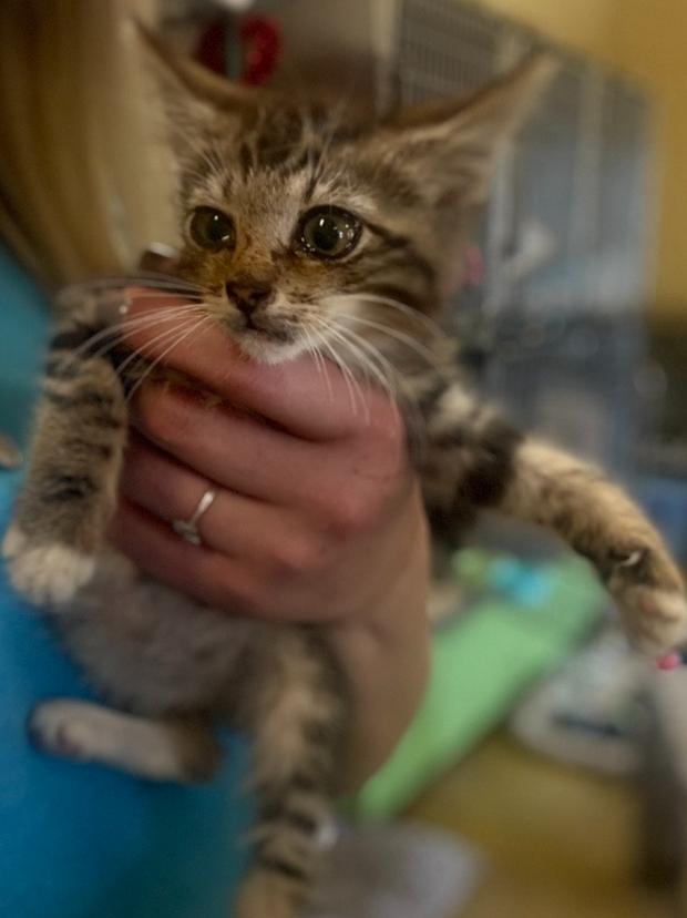 Enlarge Spirit 23C-0211, a Adoptable Domestic Medium Hair in Corinth, MS image 1/2