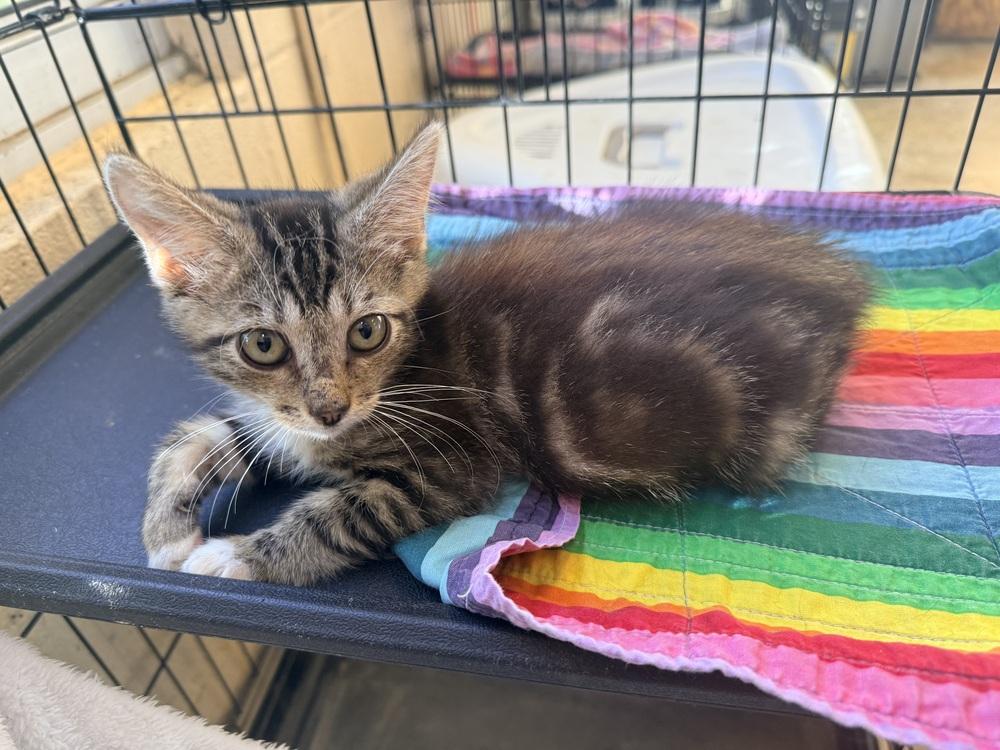 Enlarge Spirit 23C-0211, a Adoptable Domestic Medium Hair in Corinth, MS image 2/2