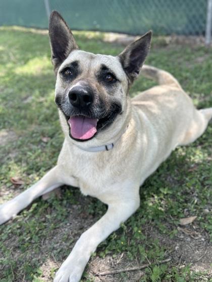 Monarch — thumbnail 3