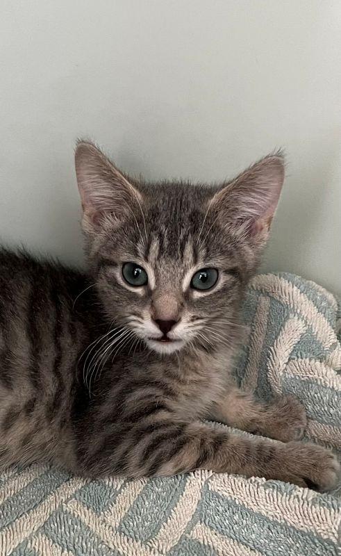 Enlarge Wilma, a Adopted mixed breed in Genoa, IL image 1/1