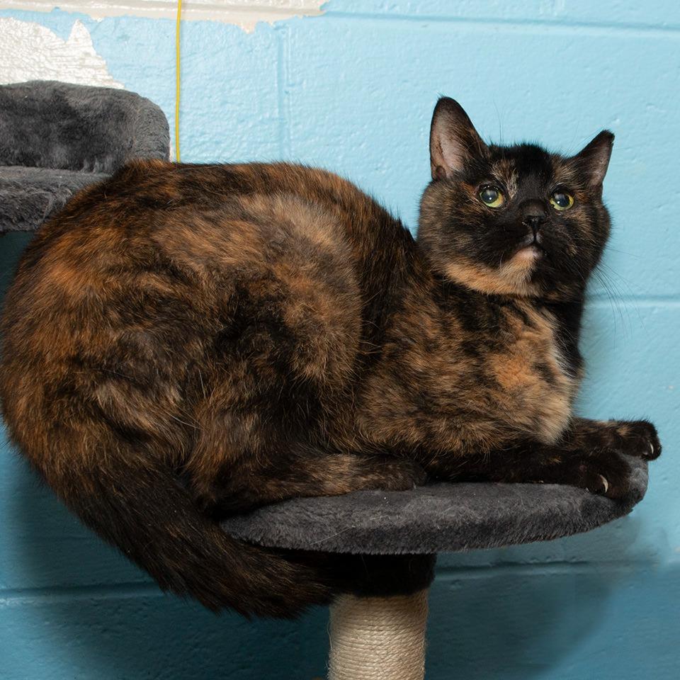 Enlarge Sugar, a Adoptable Domestic Short Hair in Troy, OH image 1/2