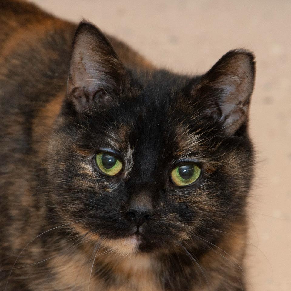 Enlarge Sugar, a Adoptable Domestic Short Hair in Troy, OH image 2/4