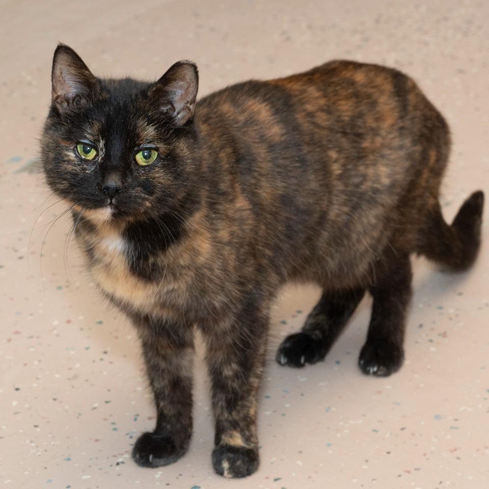 Enlarge Sugar, a Adoptable Domestic Short Hair in Troy, OH image 4/4
