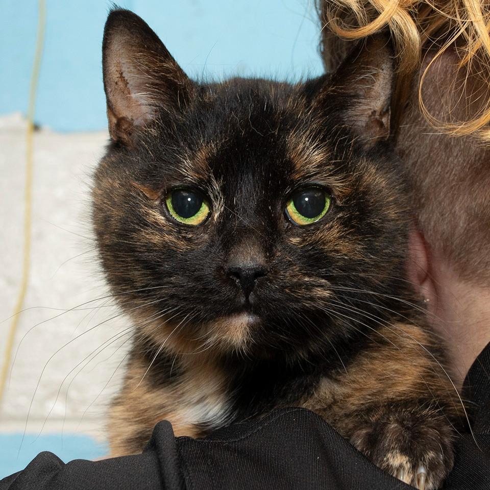 Enlarge Sugar, a Adoptable Domestic Short Hair in Troy, OH image 2/2