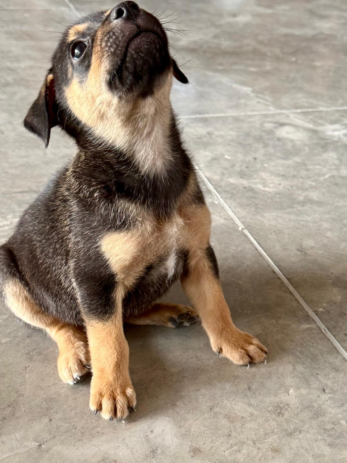 Enlarge Benedict Bridgerton, a ADOPTABLE mixed breed in Austin, TX image 4/6