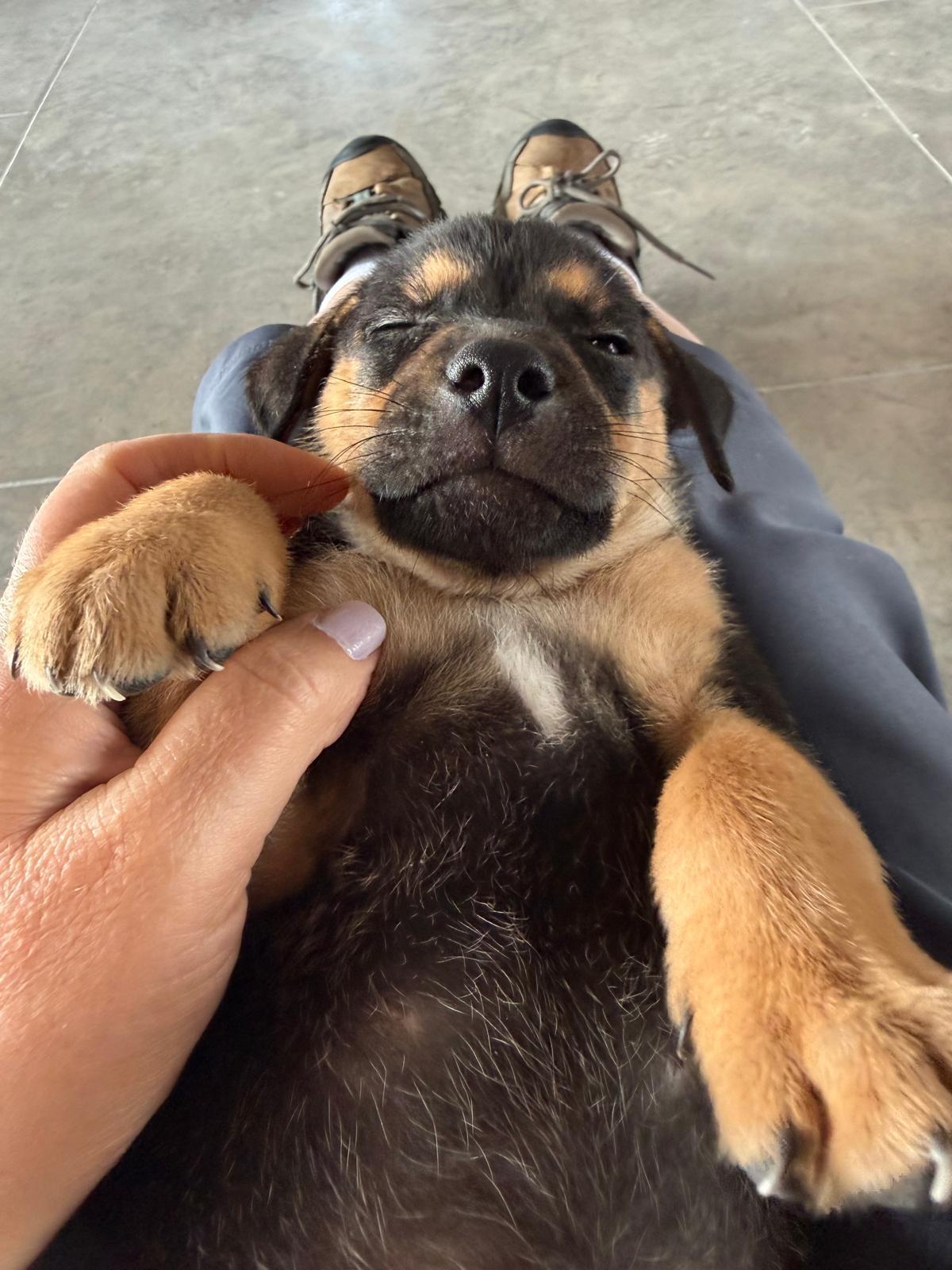 Enlarge Benedict Bridgerton, a ADOPTABLE mixed breed in Austin, TX image 5/6