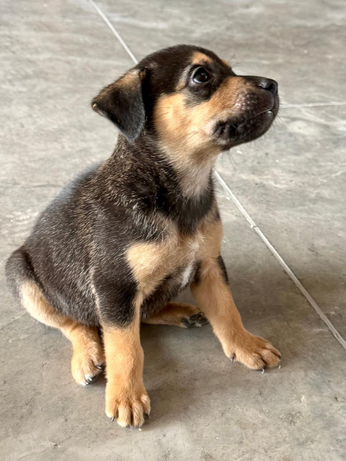 Enlarge Benedict Bridgerton, a ADOPTABLE mixed breed in Austin, TX image 3/6