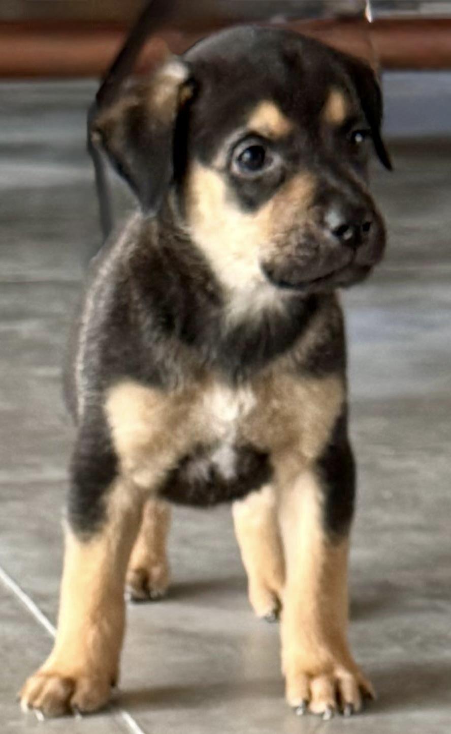 Enlarge Benedict Bridgerton, a ADOPTABLE mixed breed in Austin, TX image 2/6