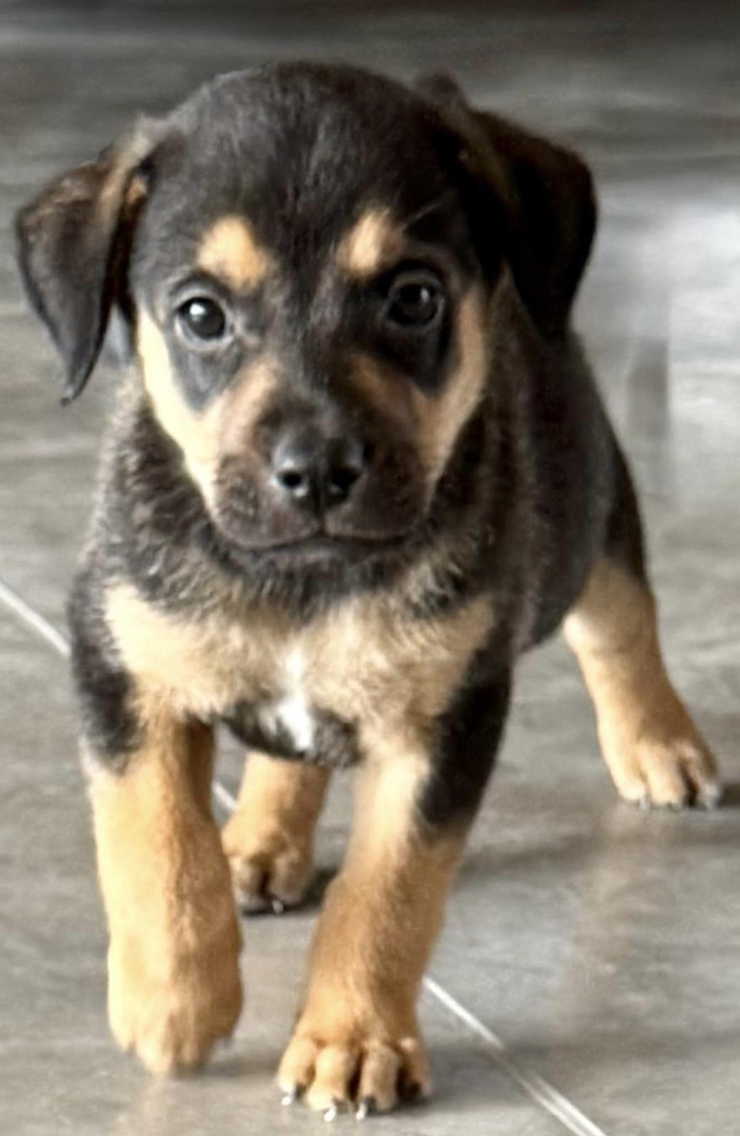 Benedict Bridgerton, ADOPTABLE, Puppy Male Beagle.