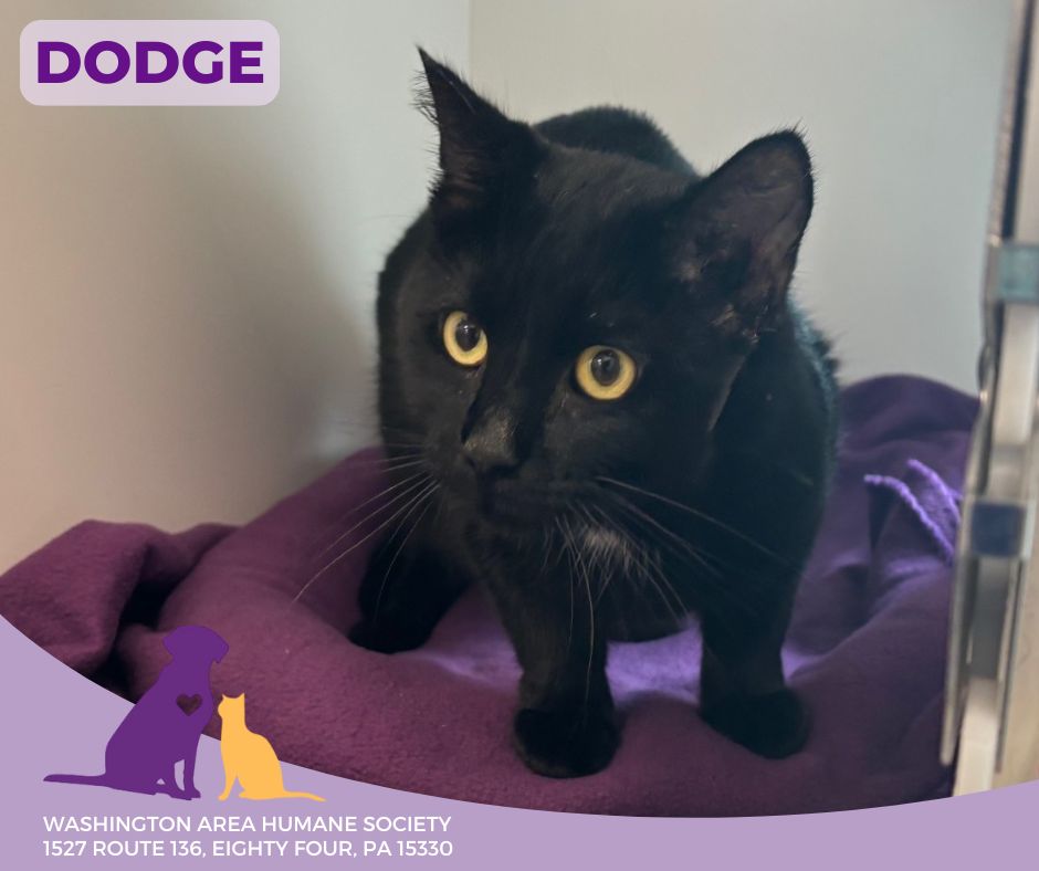 Enlarge Dodge, a Adoptable Domestic Short Hair in Eighty Four, PA image 1/1