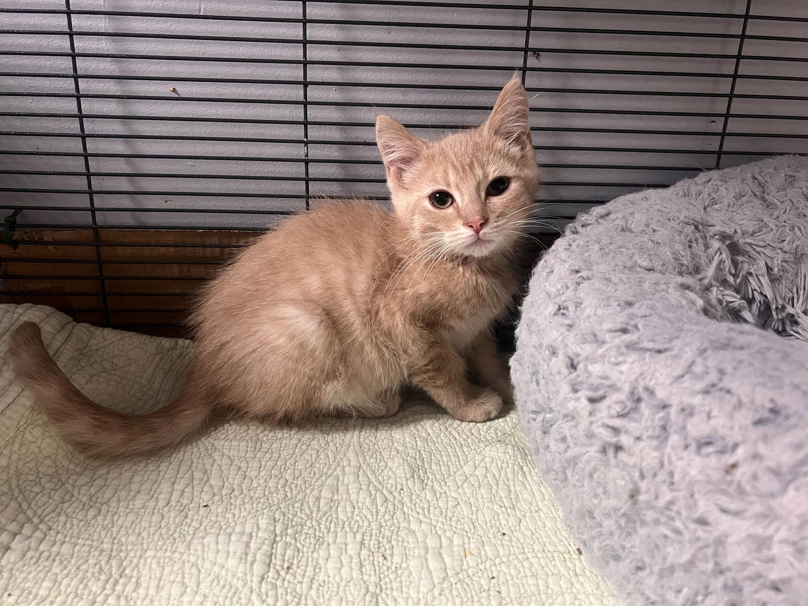 Brambles, a Adoptable Domestic Short Hair in Georgetown, KY image 1/2