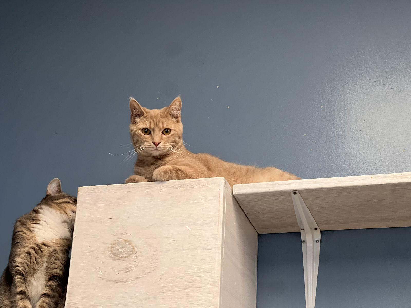 Brambles, Adoptable, Kitten Male Domestic Short Hair.