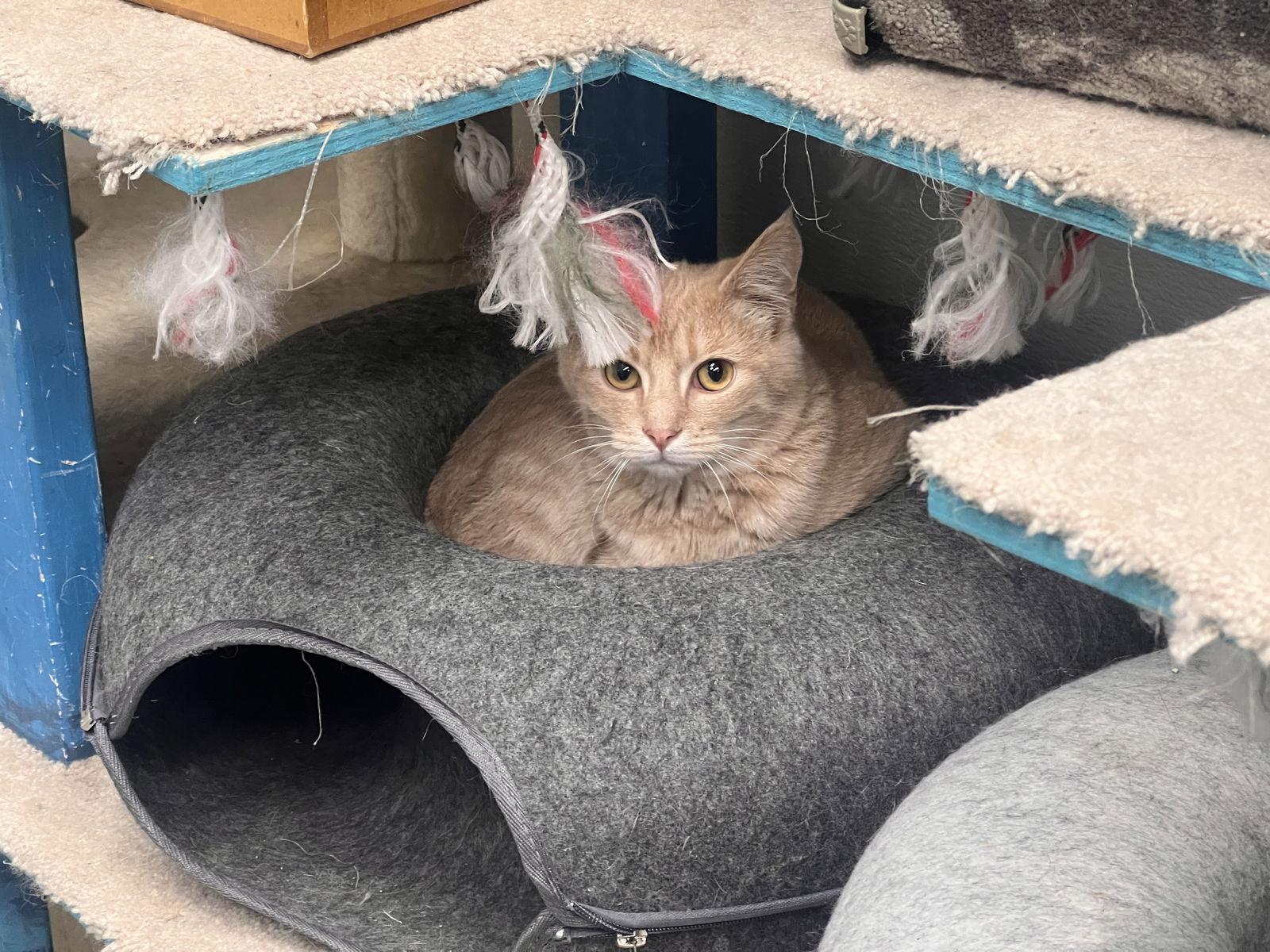 Brambles, a Adoptable Domestic Short Hair in Georgetown, KY image 2/2