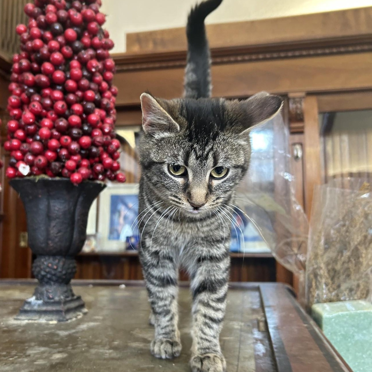 Enlarge Maven, an adopted Domestic Short Hair in Springdale, AR image 2/3