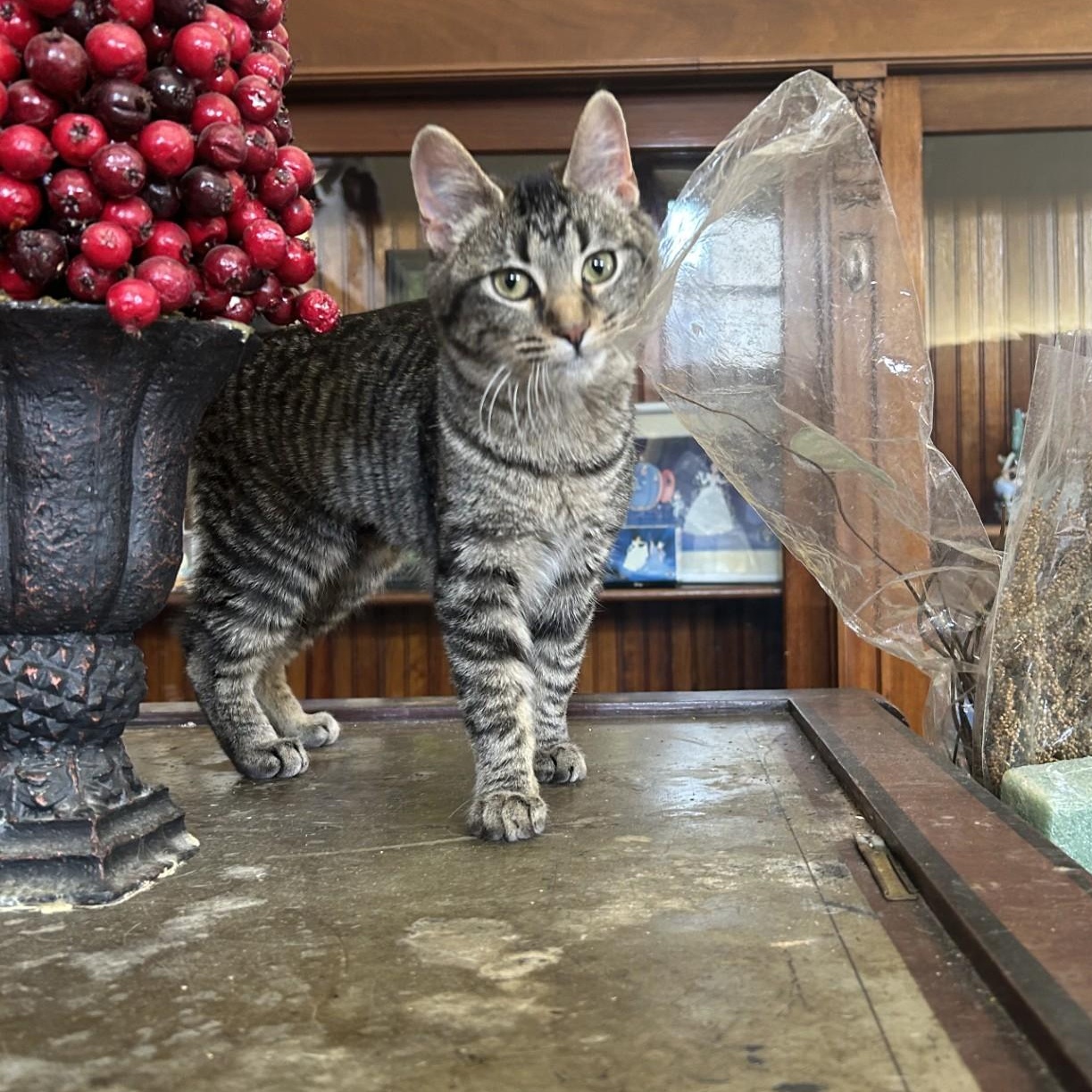 Enlarge Maven, an adopted Domestic Short Hair in Springdale, AR image 1/3